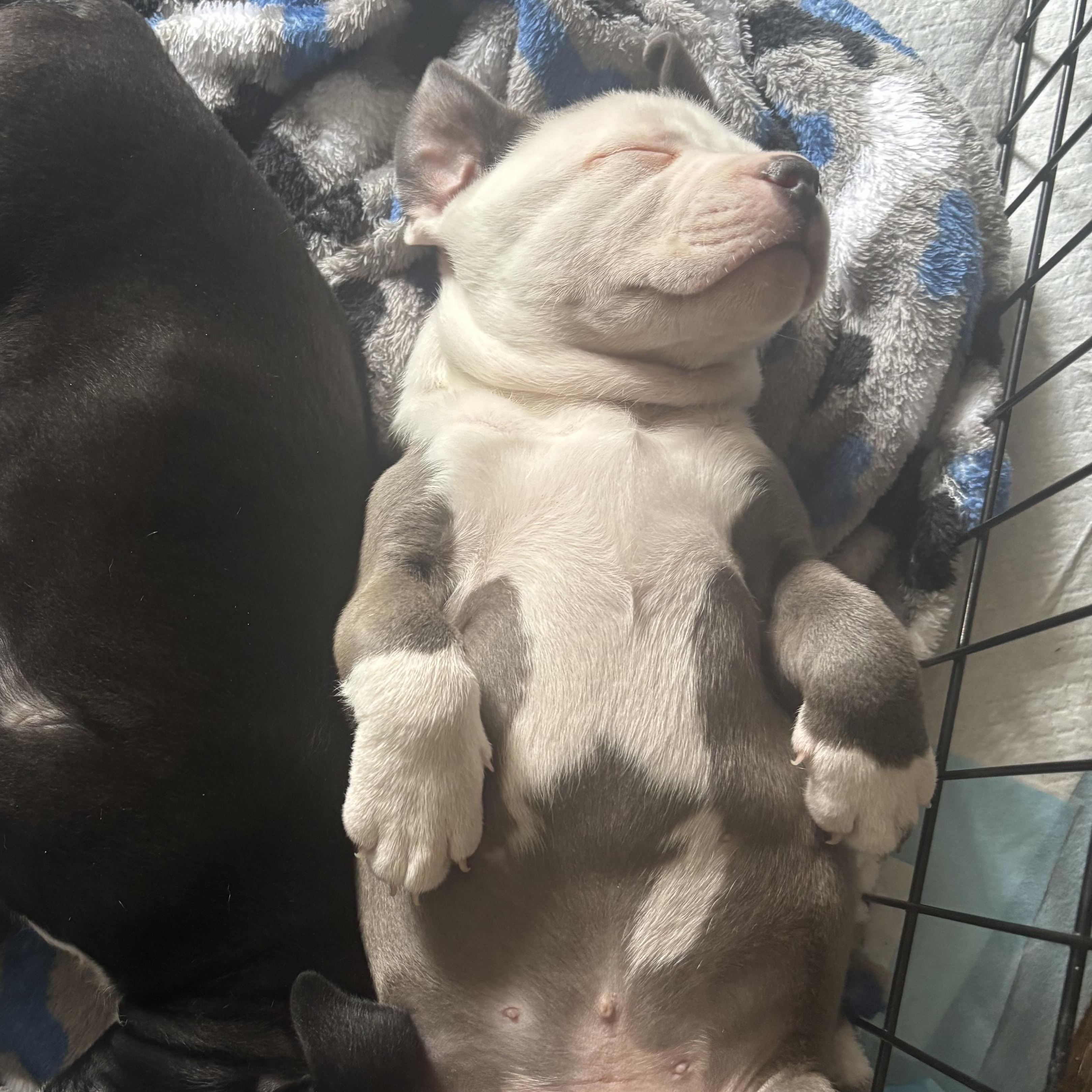 Enlarge Sky, an adopted mixed breed in Calabash, NC image 3/3