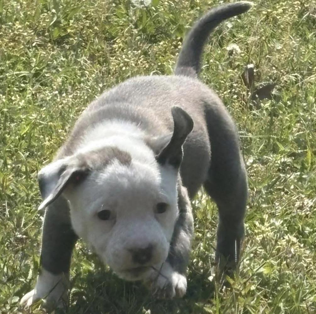 Enlarge Sky, an adopted mixed breed in Calabash, NC image 2/3