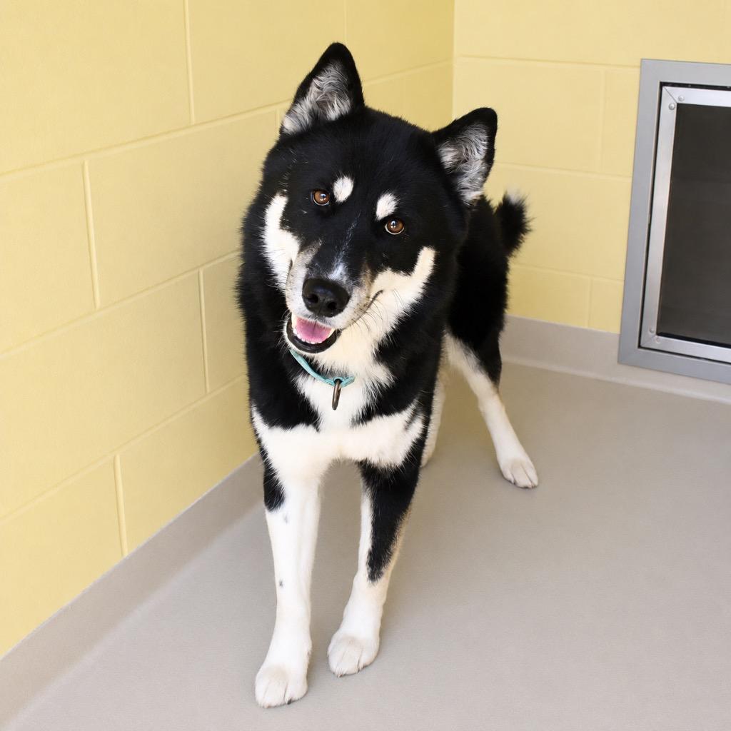 Todd, Adoptable, Young Male Husky.