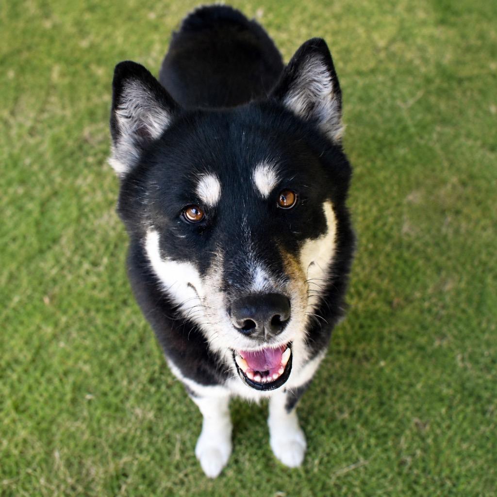 Enlarge Todd, a Adoptable Husky in Saint Petersburg, FL image 2/3