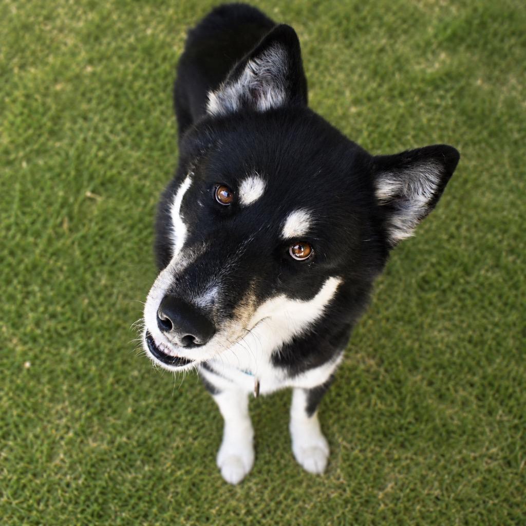 Enlarge Todd, a Adoptable Husky in Saint Petersburg, FL image 3/3