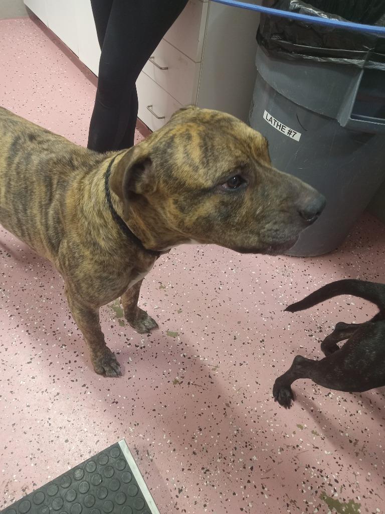 Enlarge Tiger, a Adoptable American Staffordshire Terrier in Pierceton, IN image 1/6
