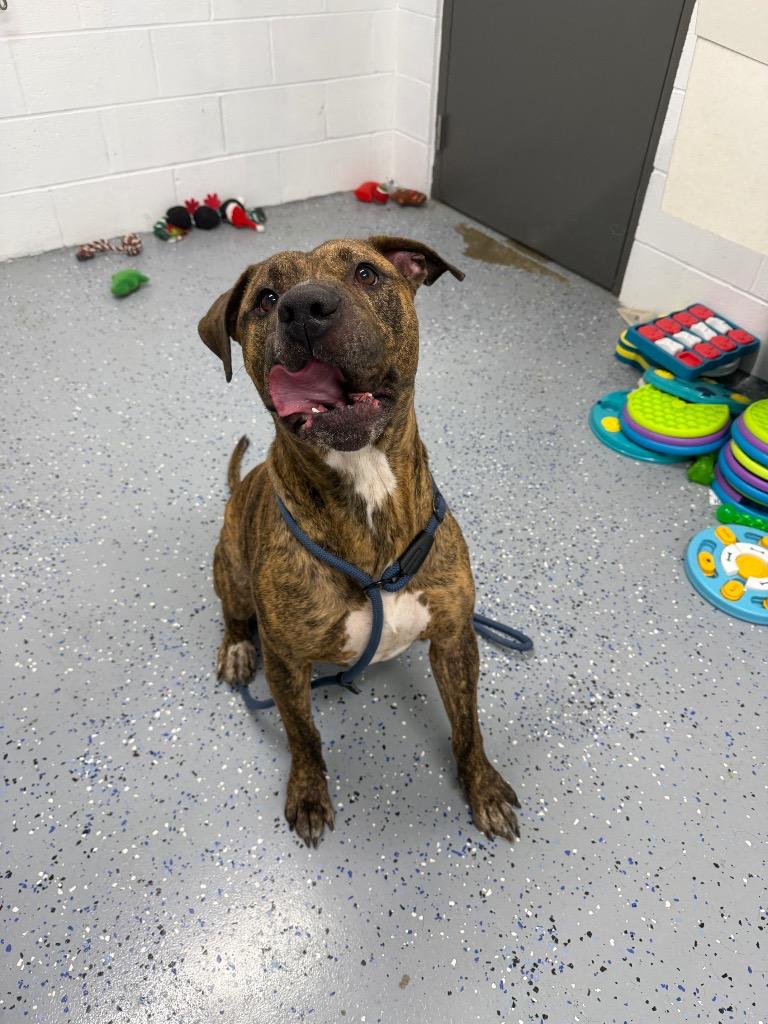 Enlarge Tiger, a Adoptable American Staffordshire Terrier in Pierceton, IN image 2/6
