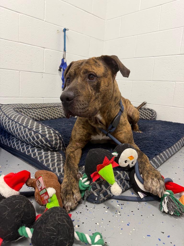 Enlarge Tiger, a Adoptable American Staffordshire Terrier in Pierceton, IN image 3/6