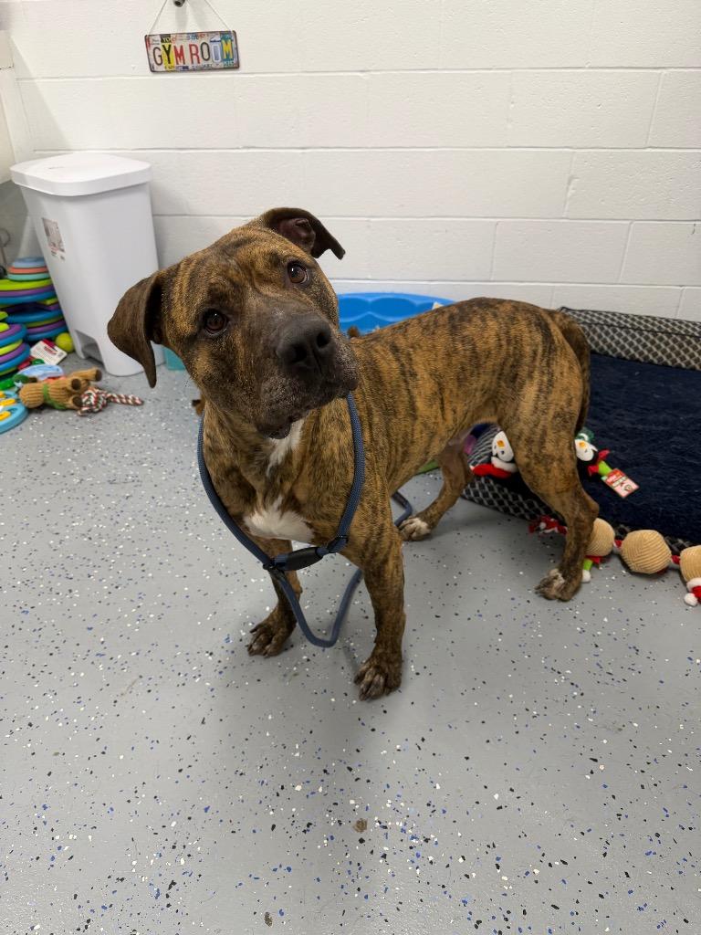 Enlarge Tiger, a Adoptable American Staffordshire Terrier in Pierceton, IN image 4/6
