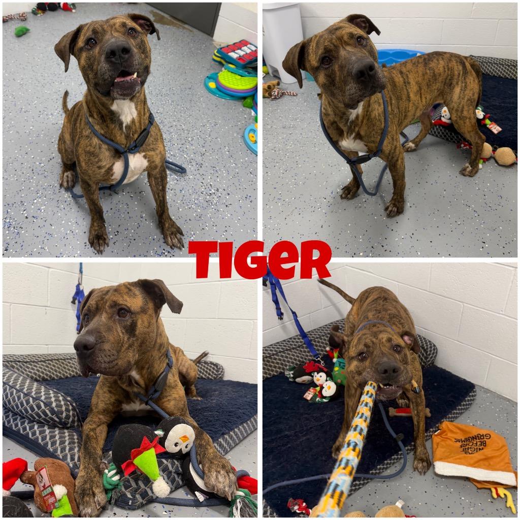 Enlarge Tiger, a Adoptable American Staffordshire Terrier in Pierceton, IN image 5/6