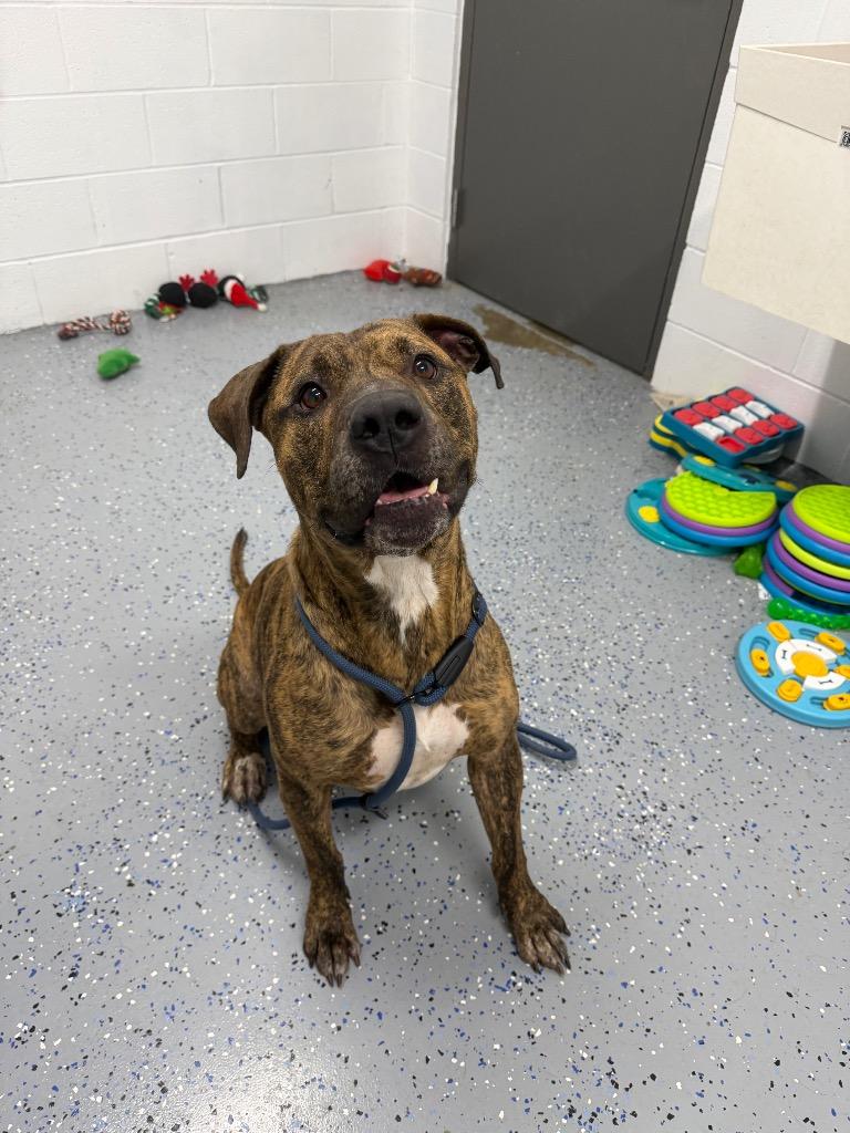 Enlarge Tiger, a Adoptable American Staffordshire Terrier in Pierceton, IN image 6/6
