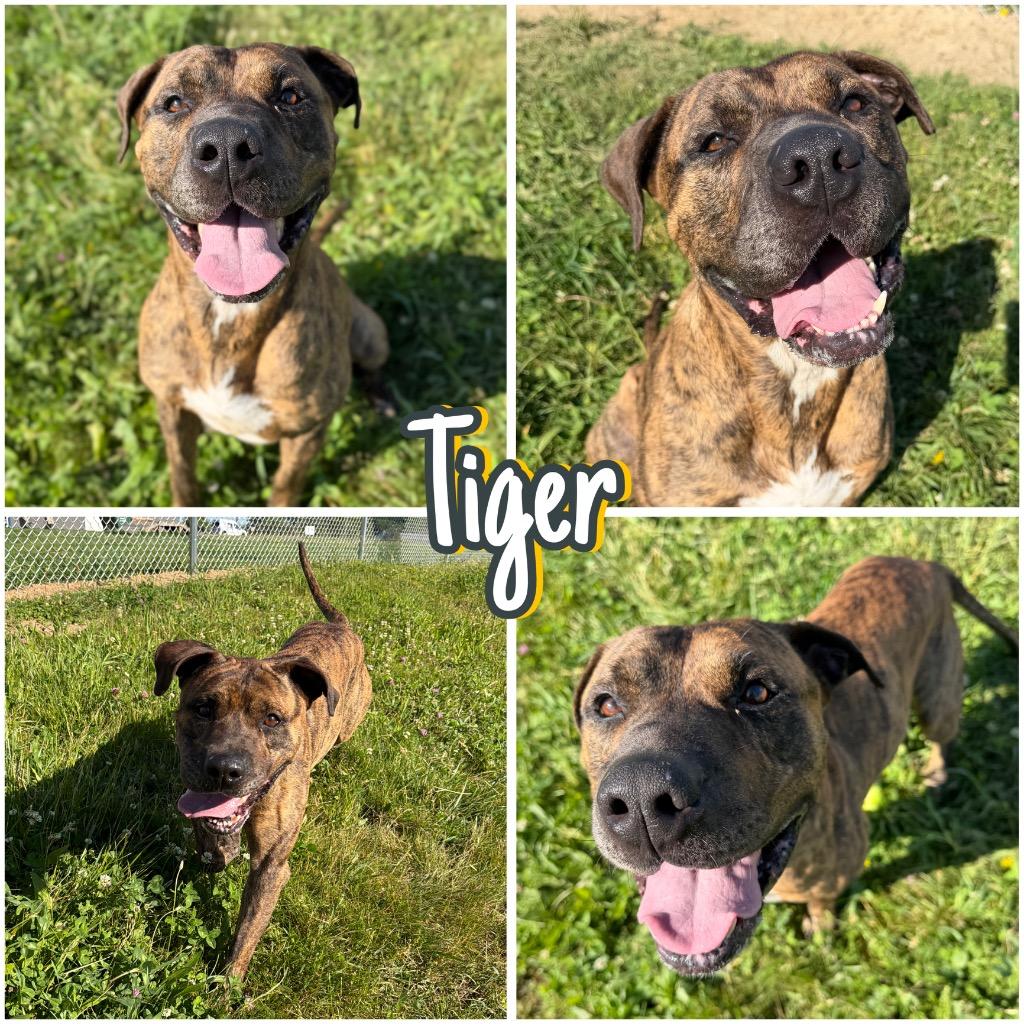 Enlarge Tiger, a Adoptable American Staffordshire Terrier in Pierceton, IN image 6/6