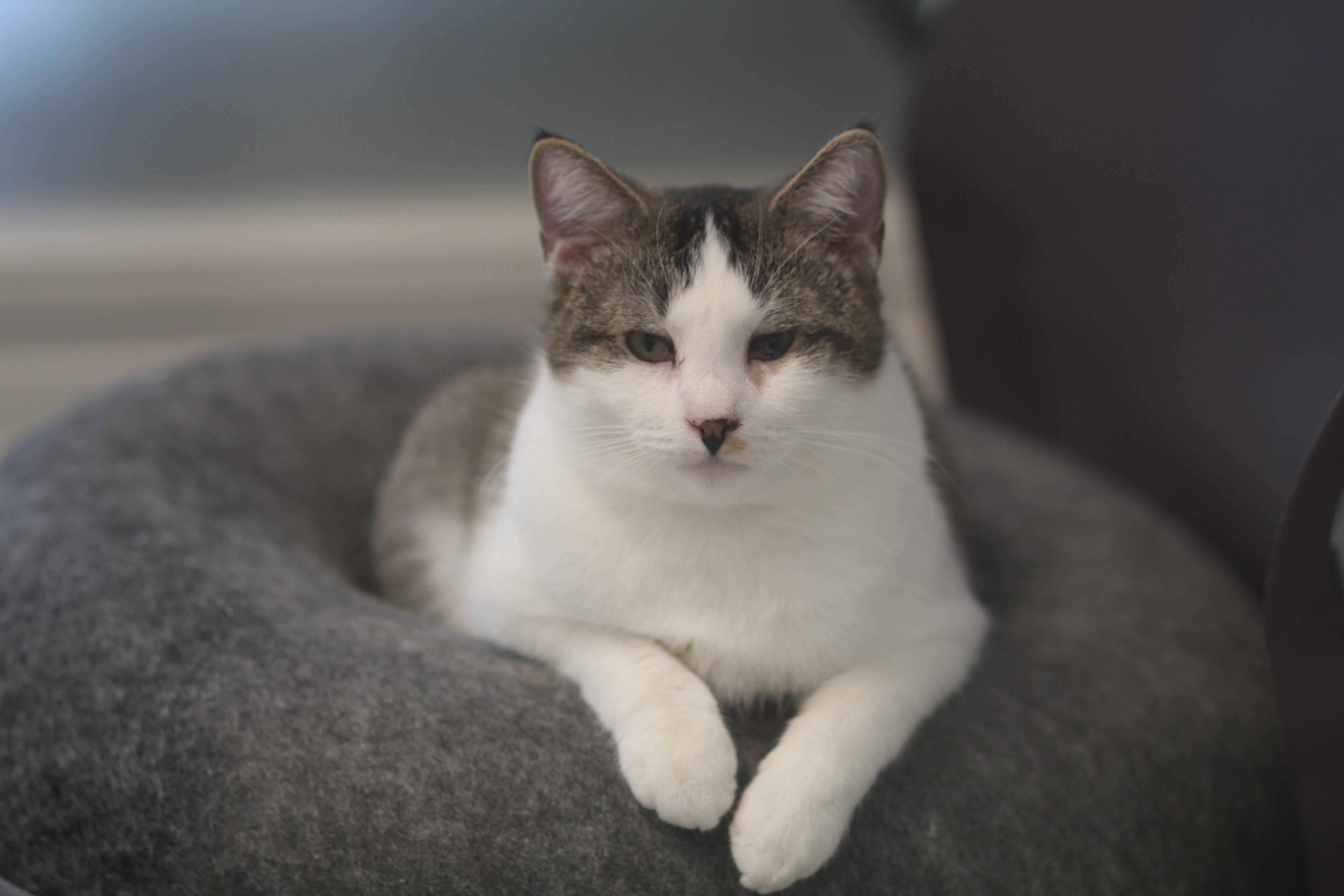 Neptune, a Adoptable Domestic Short Hair in Cooperstown, NY image 1/4