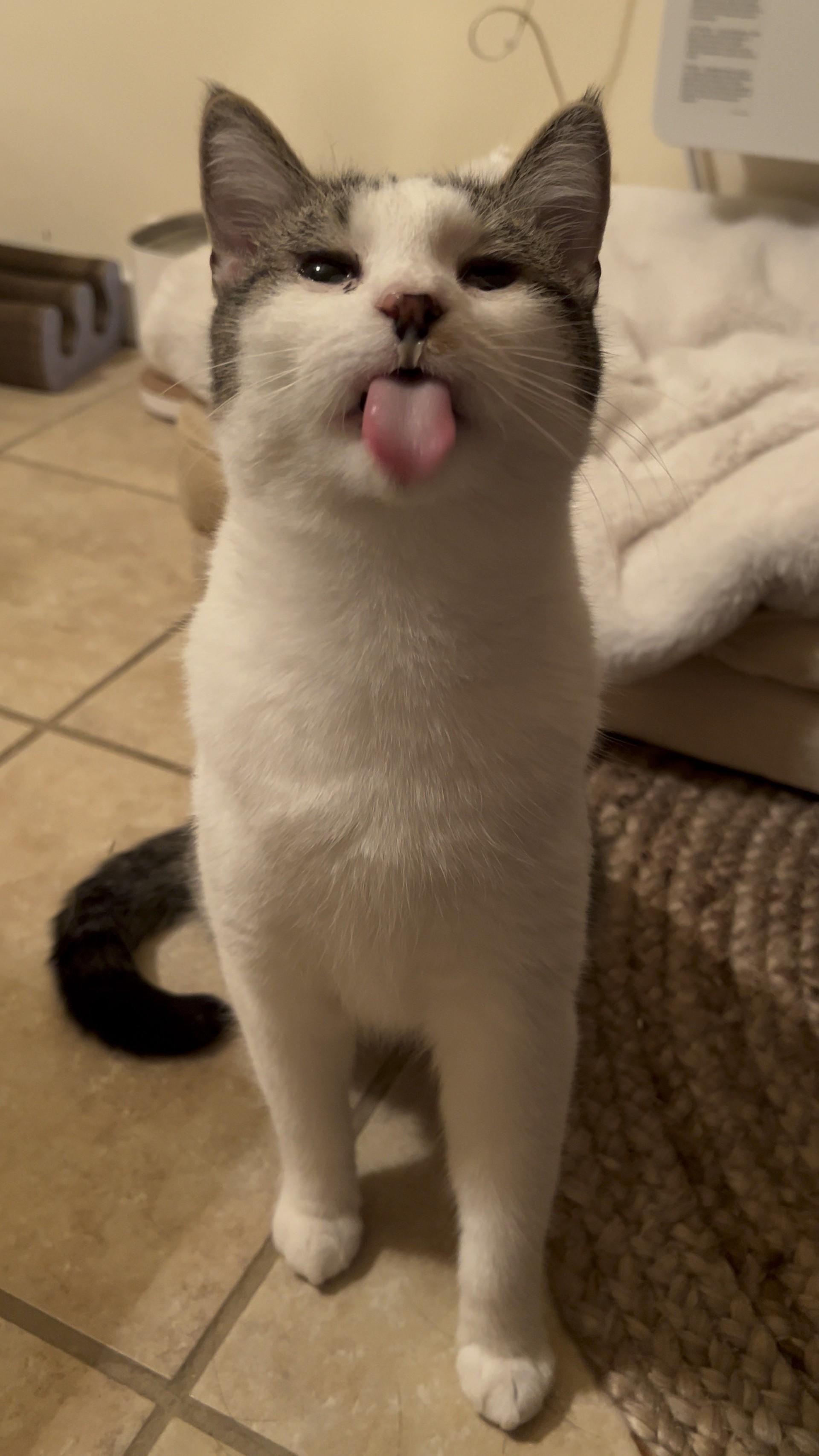 Neptune, a Adoptable Domestic Short Hair in Cooperstown, NY image 2/4