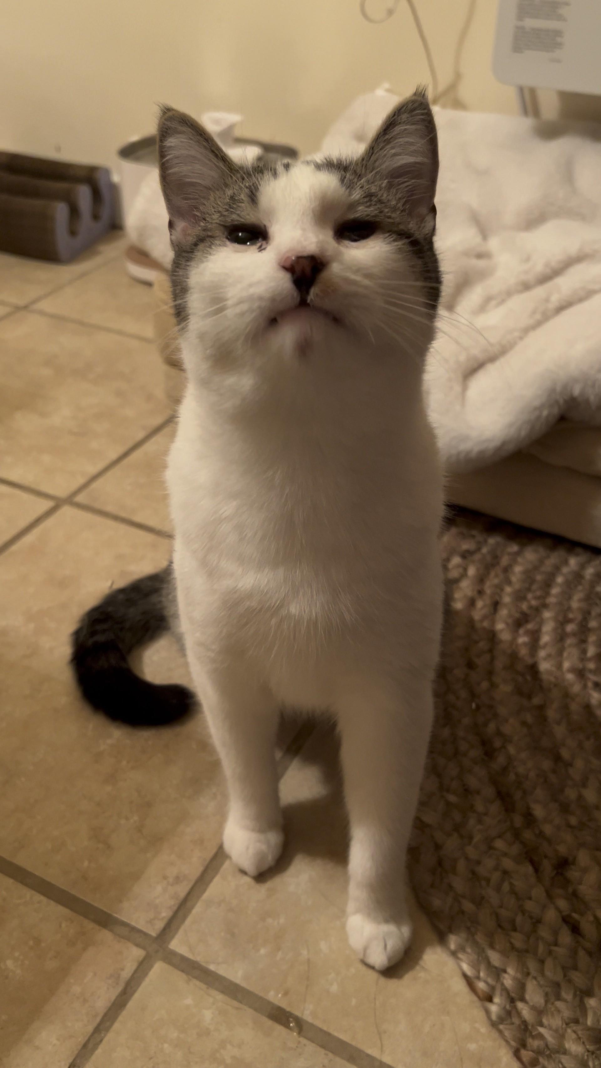 Neptune, a Adoptable Domestic Short Hair in Cooperstown, NY image 4/4