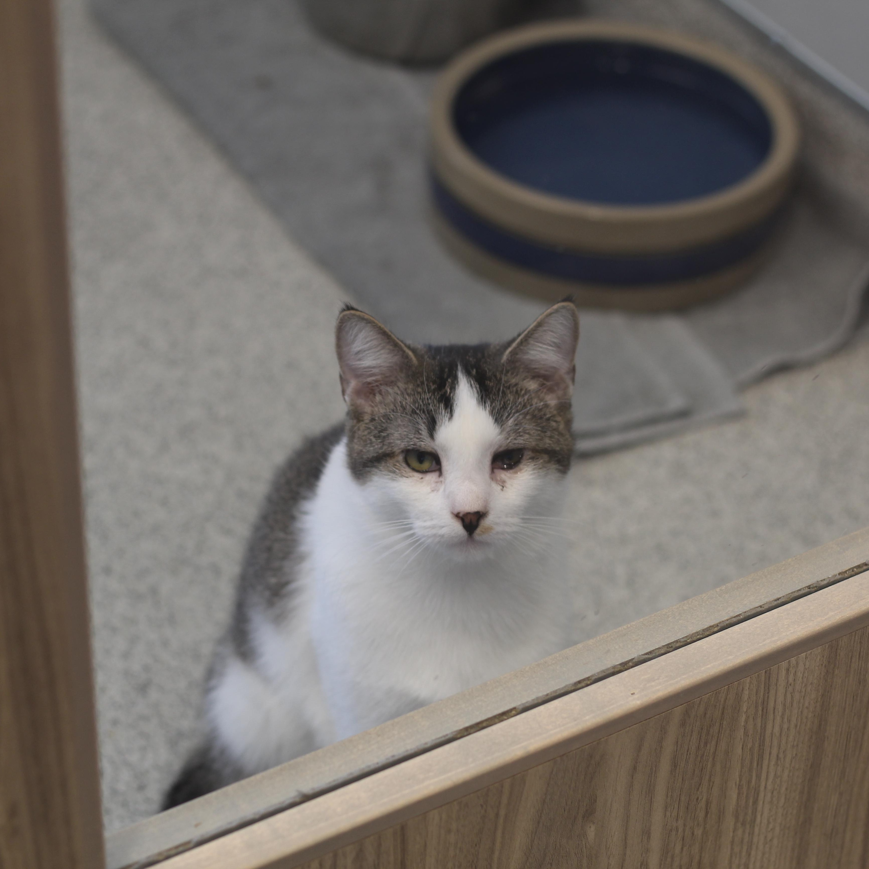 Neptune, a Adoptable Domestic Short Hair in Cooperstown, NY image 3/4