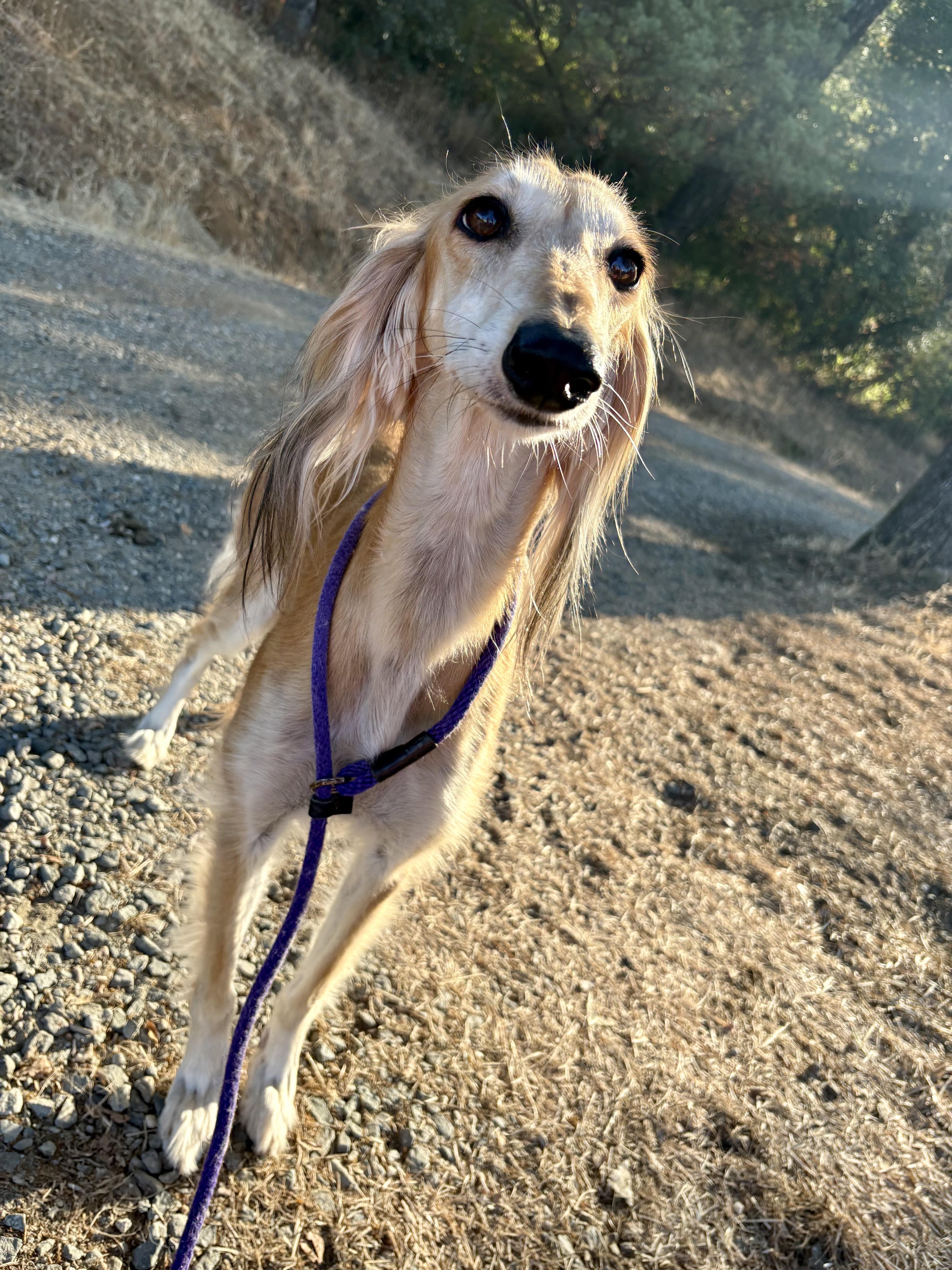 Raya, Adopted, Adult Female Saluki.