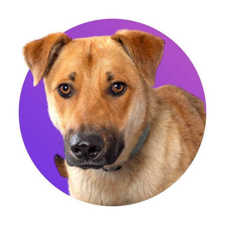 Redd, a Adoptable mixed breed in Pleasant Grove, CA image 1/3
