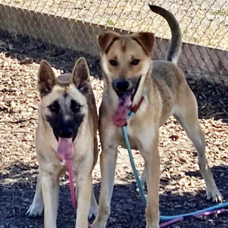 Redd, a Adoptable mixed breed in Pleasant Grove, CA image 2/3