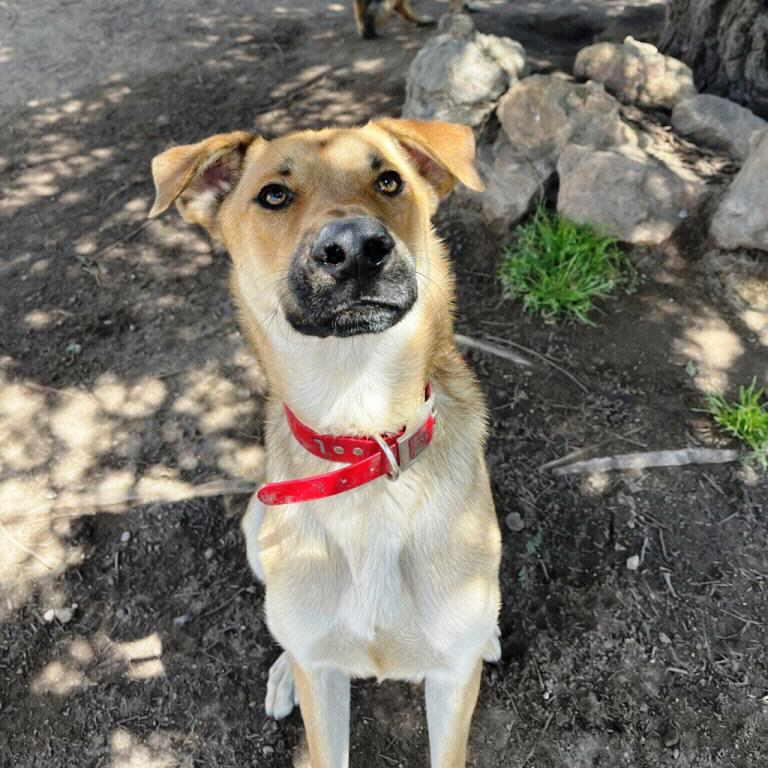 Redd, a Adoptable mixed breed in Pleasant Grove, CA image 3/3