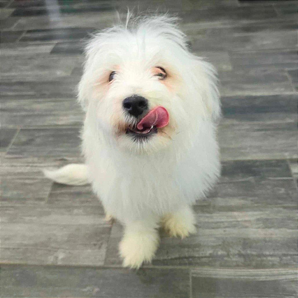 Enlarge Tongs, a Adoptable Maltese in Jackson, MO image 1/6