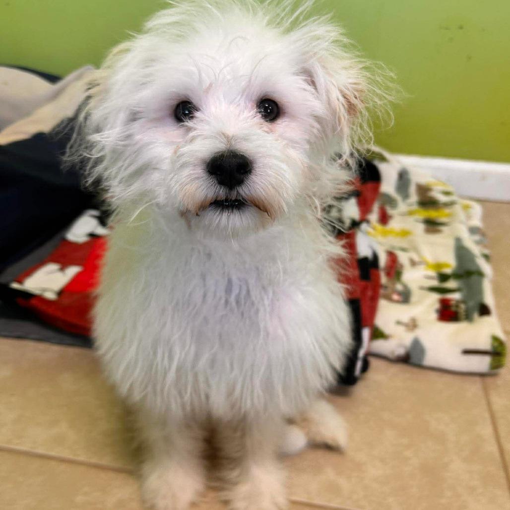 Enlarge Tongs, a Adoptable Maltese in Jackson, MO image 2/6