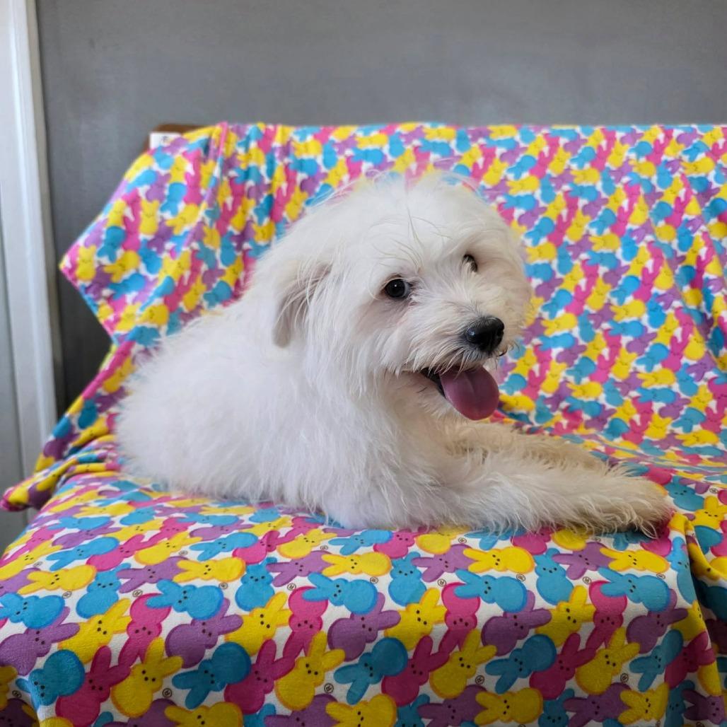 Enlarge Tongs, a Adoptable Maltese in Jackson, MO image 3/6