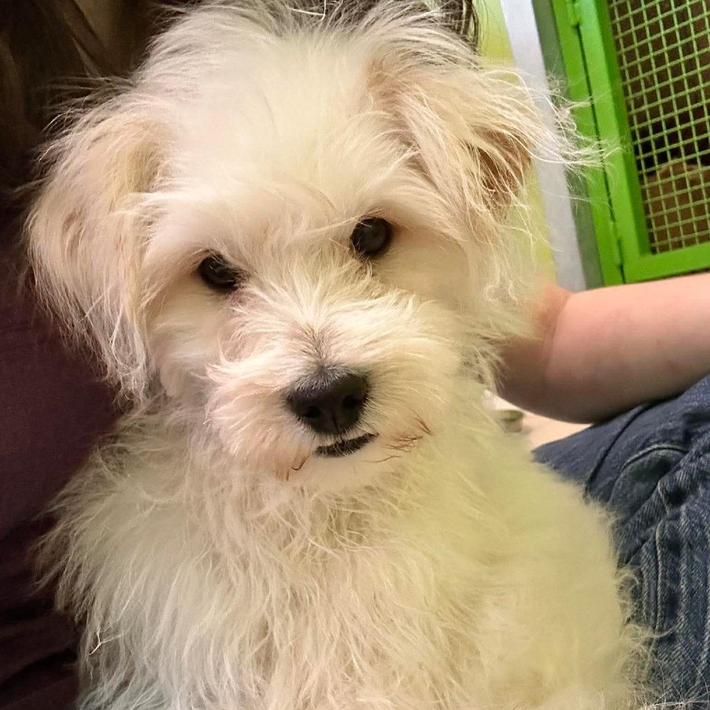 Enlarge Tongs, a Adoptable Maltese in Jackson, MO image 4/6