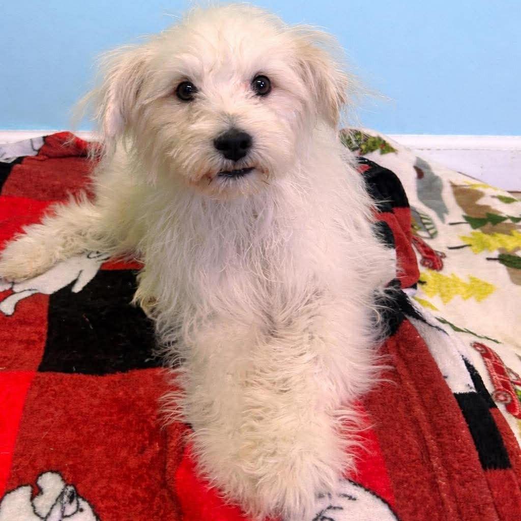 Enlarge Tongs, a Adoptable Maltese in Jackson, MO image 5/6