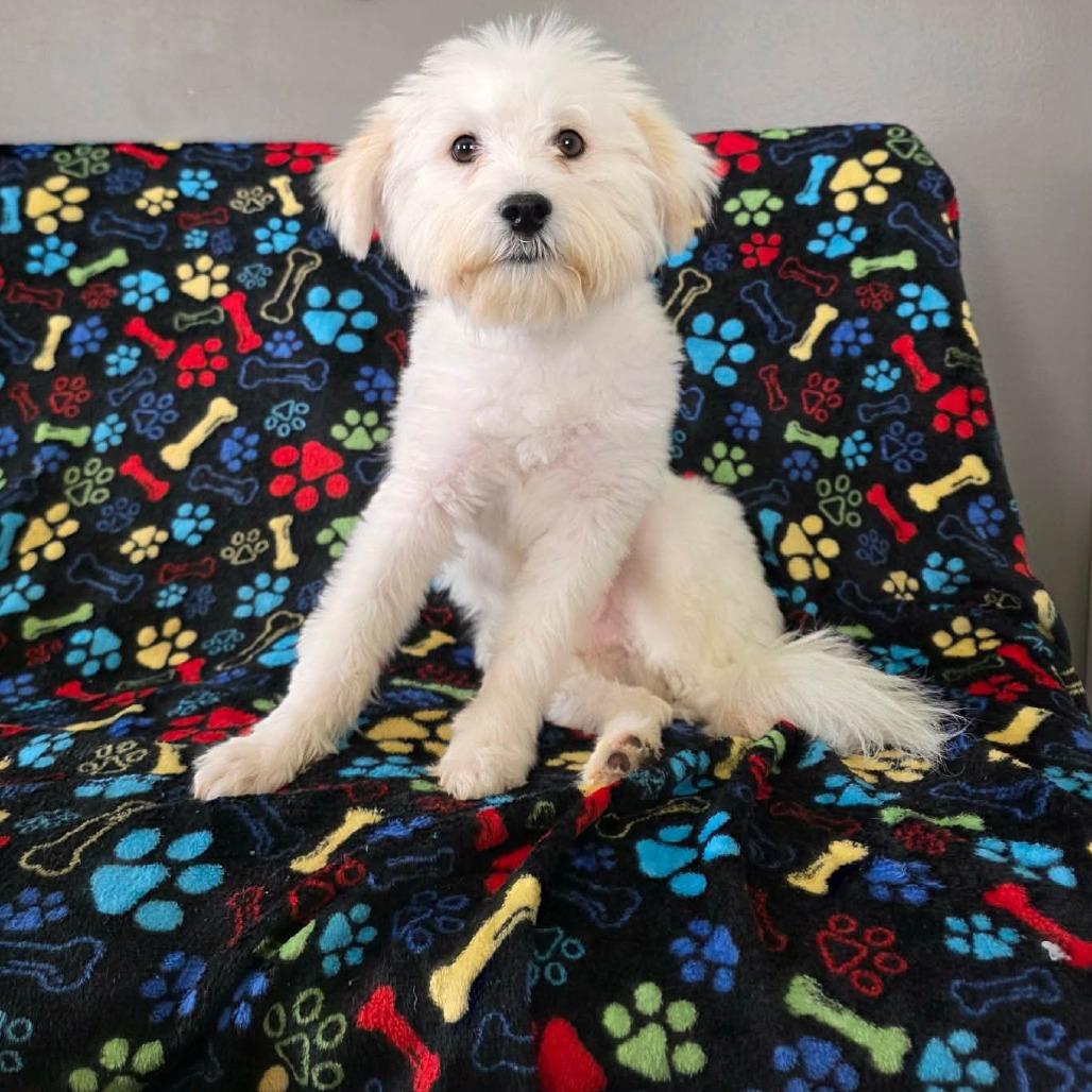 Enlarge Tongs, a Adoptable Maltese in Jackson, MO image 6/6