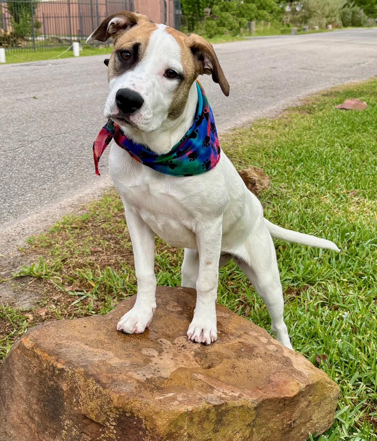 GINNY - LOVEBUG - SEE VIDEO!, a Adoptable mixed breed in Groton, CT image 4/6