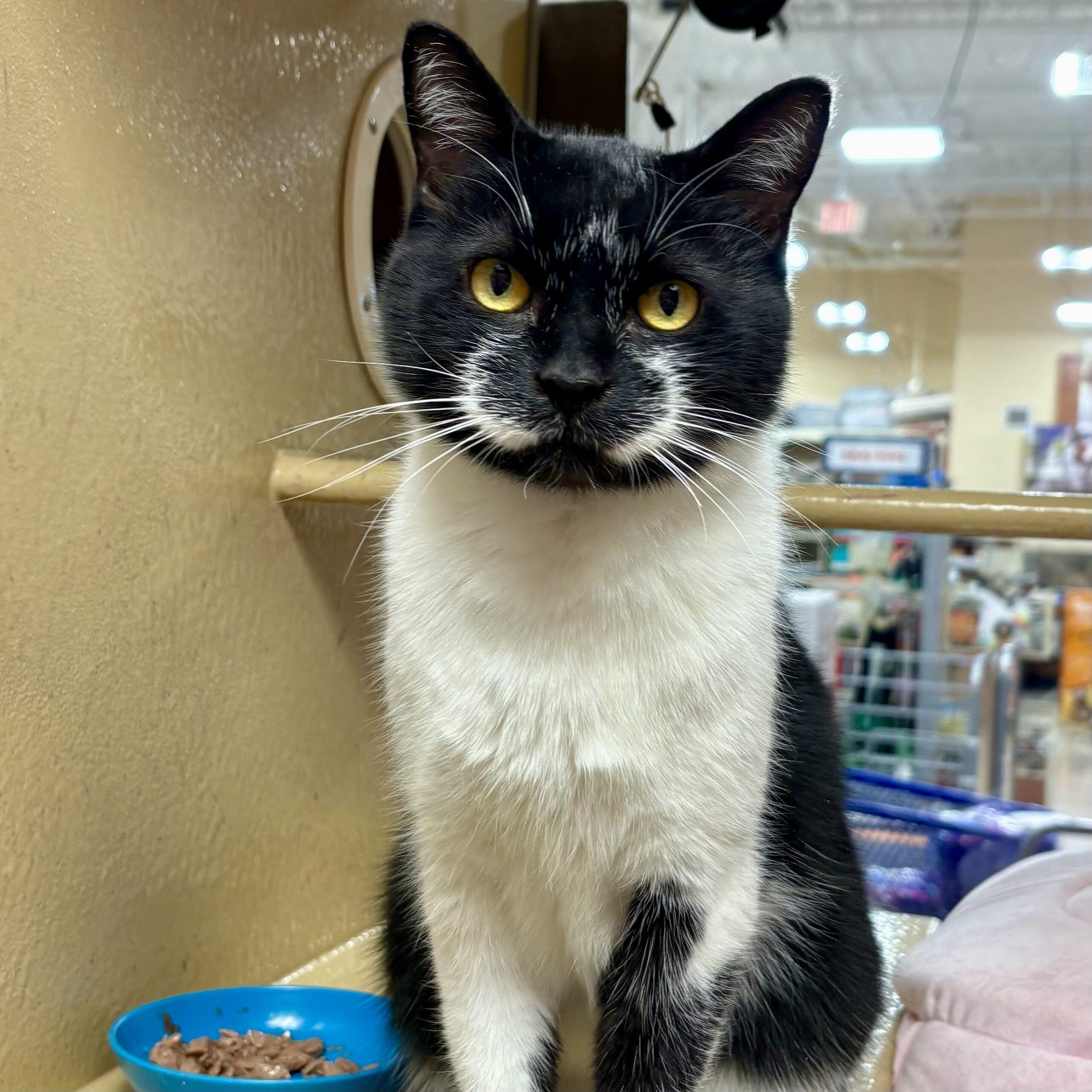 Smiley — thumbnail 2