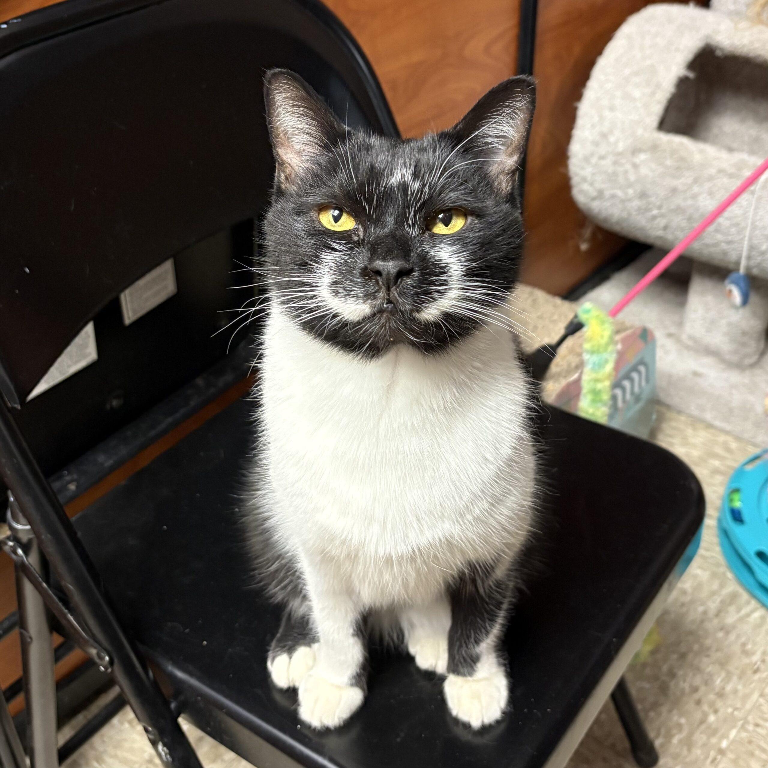 Smiley — thumbnail 3