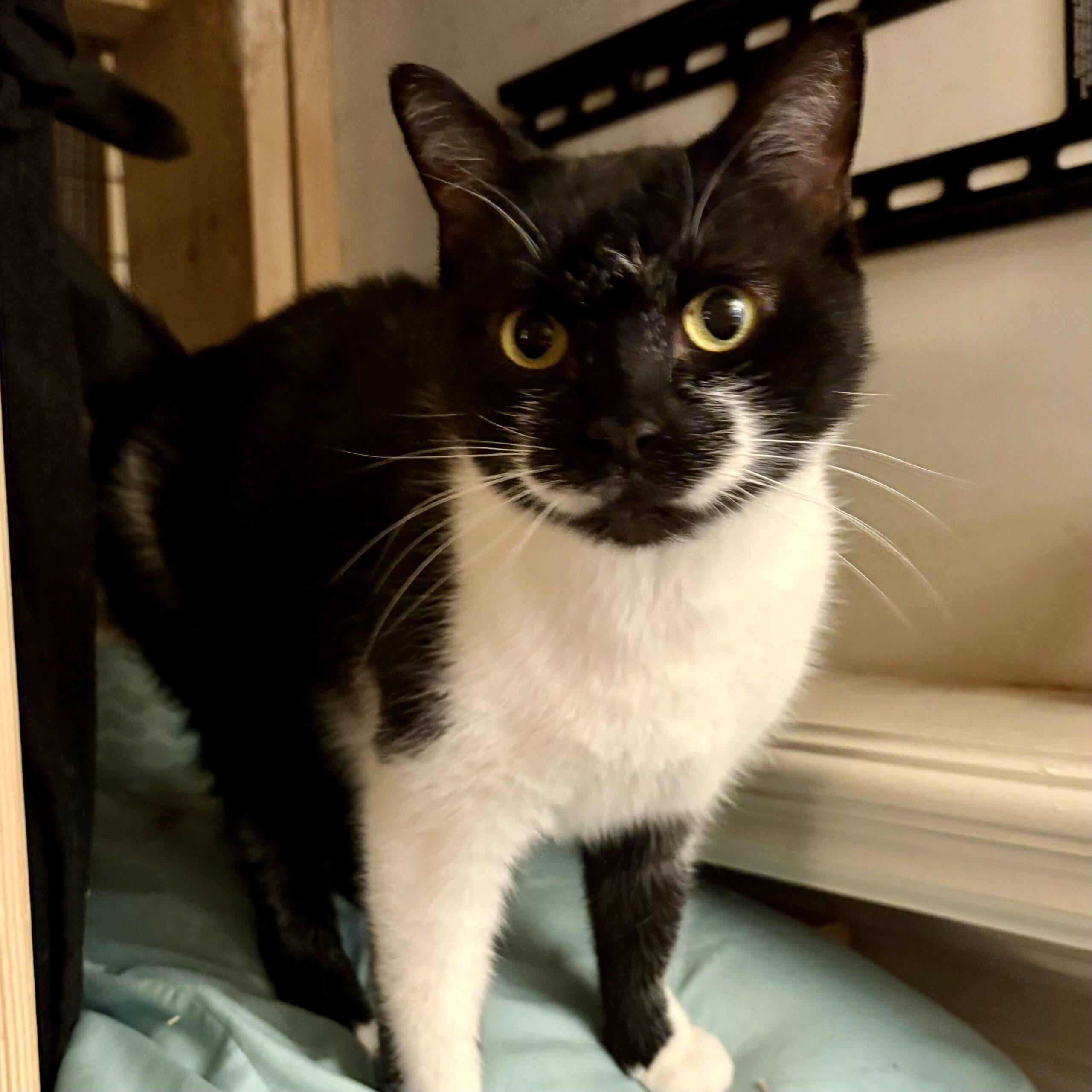 Smiley — thumbnail 4