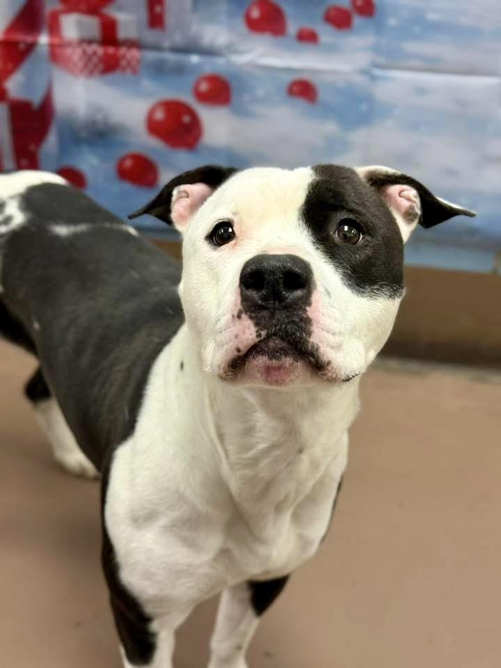 Glitterbug, ADOPTABLE, Adult Female Pit Bull Terrier.