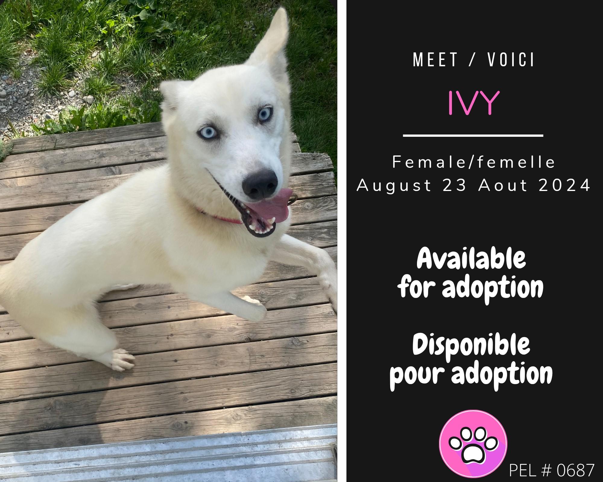 Enlarge Ivy, a Adoptable Husky in Dsl De Drummond, NB image 1/1