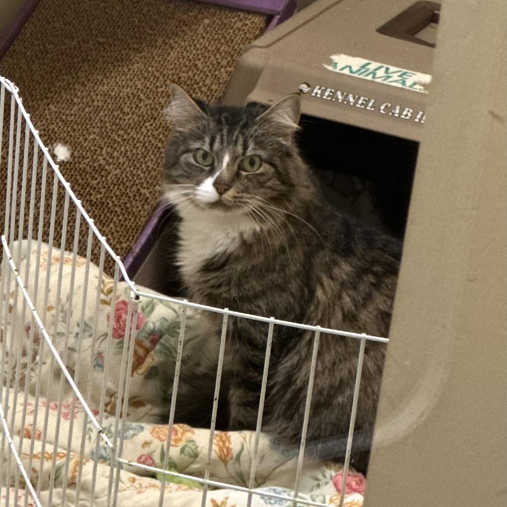 Enlarge Dove, a Adoptable Domestic Long Hair in Concord, NH image 1/2