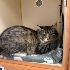 Dove, Adoptable, Adult Female Domestic Long Hair.