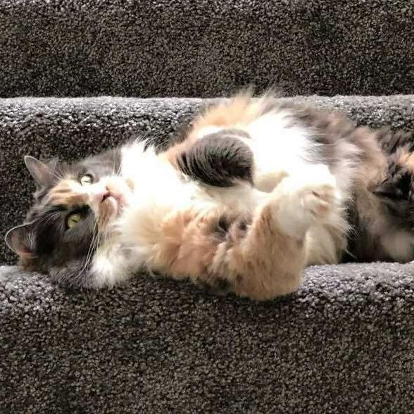 Dynah, a Adoptable Domestic Long Hair in Grantsville, UT image 1/4