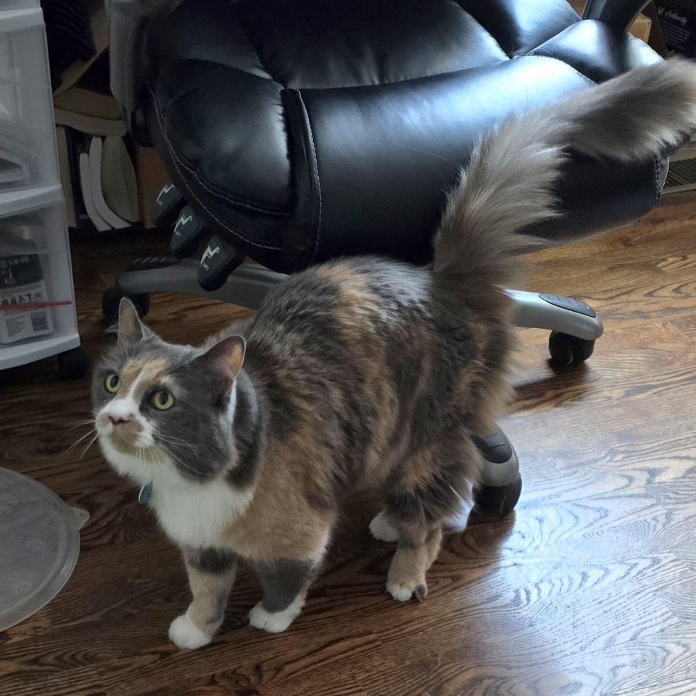Dynah, a Adoptable Domestic Long Hair in Grantsville, UT image 2/4