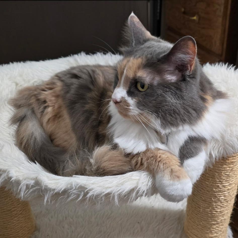 Dynah, a Adoptable Domestic Long Hair in Grantsville, UT image 3/4