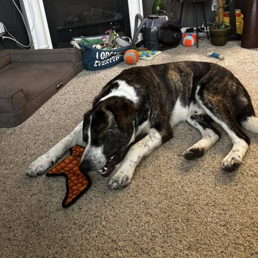 Guss, a Adoptable Saint Bernard in North Battleford, SK image 1/6