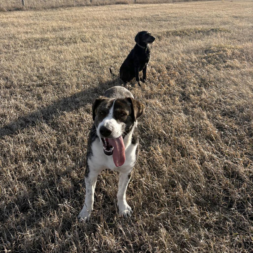 Guss, a Adoptable Saint Bernard in North Battleford, SK image 2/6