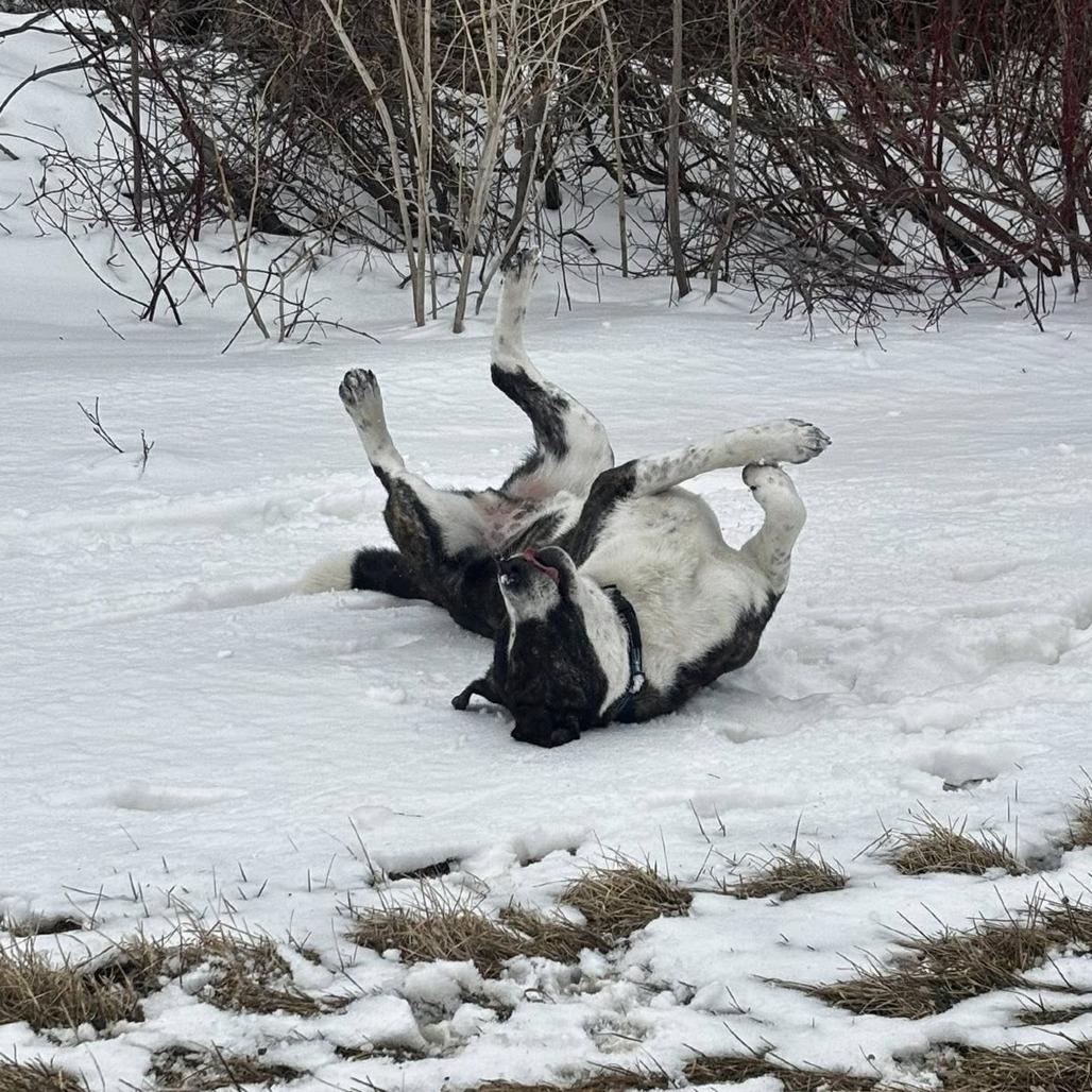 Guss, a Adoptable Saint Bernard in North Battleford, SK image 3/6