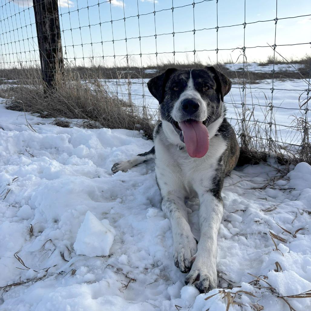 Guss, a Adoptable Saint Bernard in North Battleford, SK image 4/6