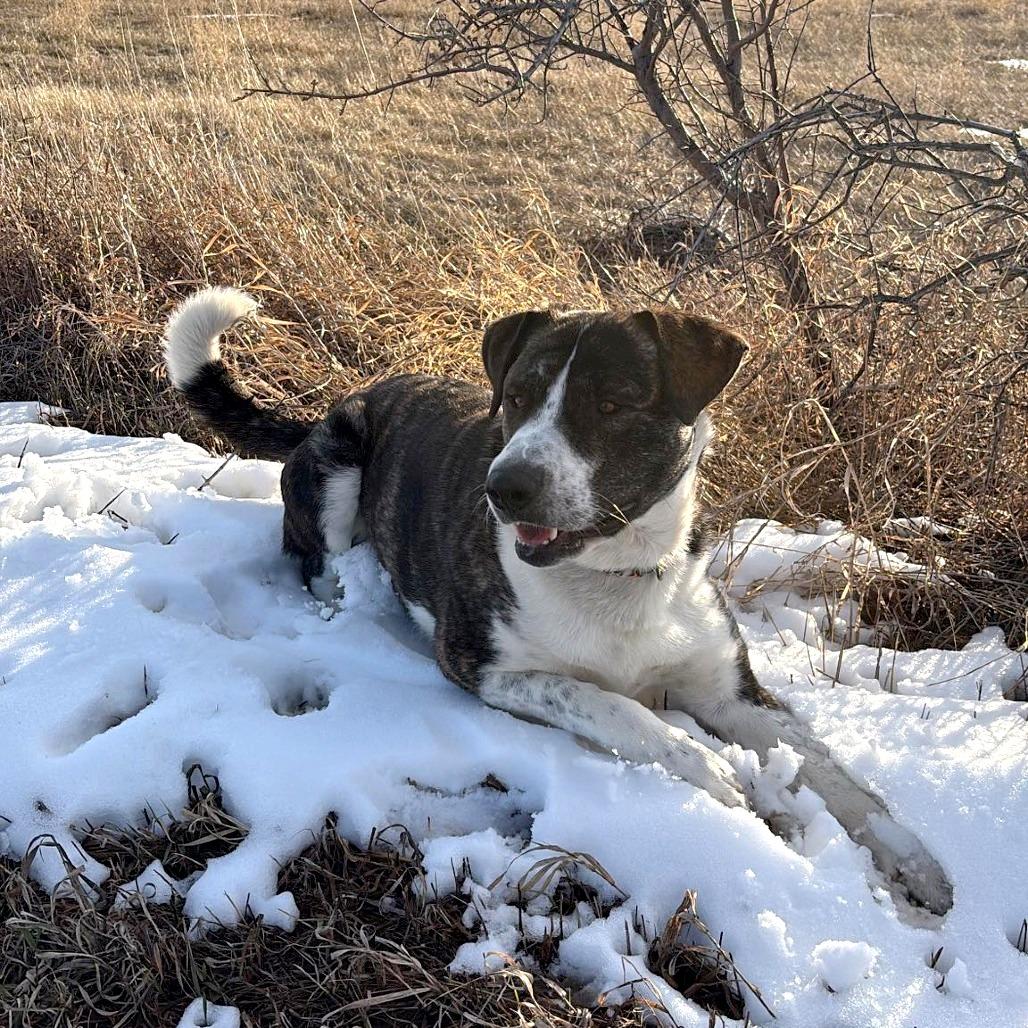 Guss, a Adoptable Saint Bernard in North Battleford, SK image 5/6