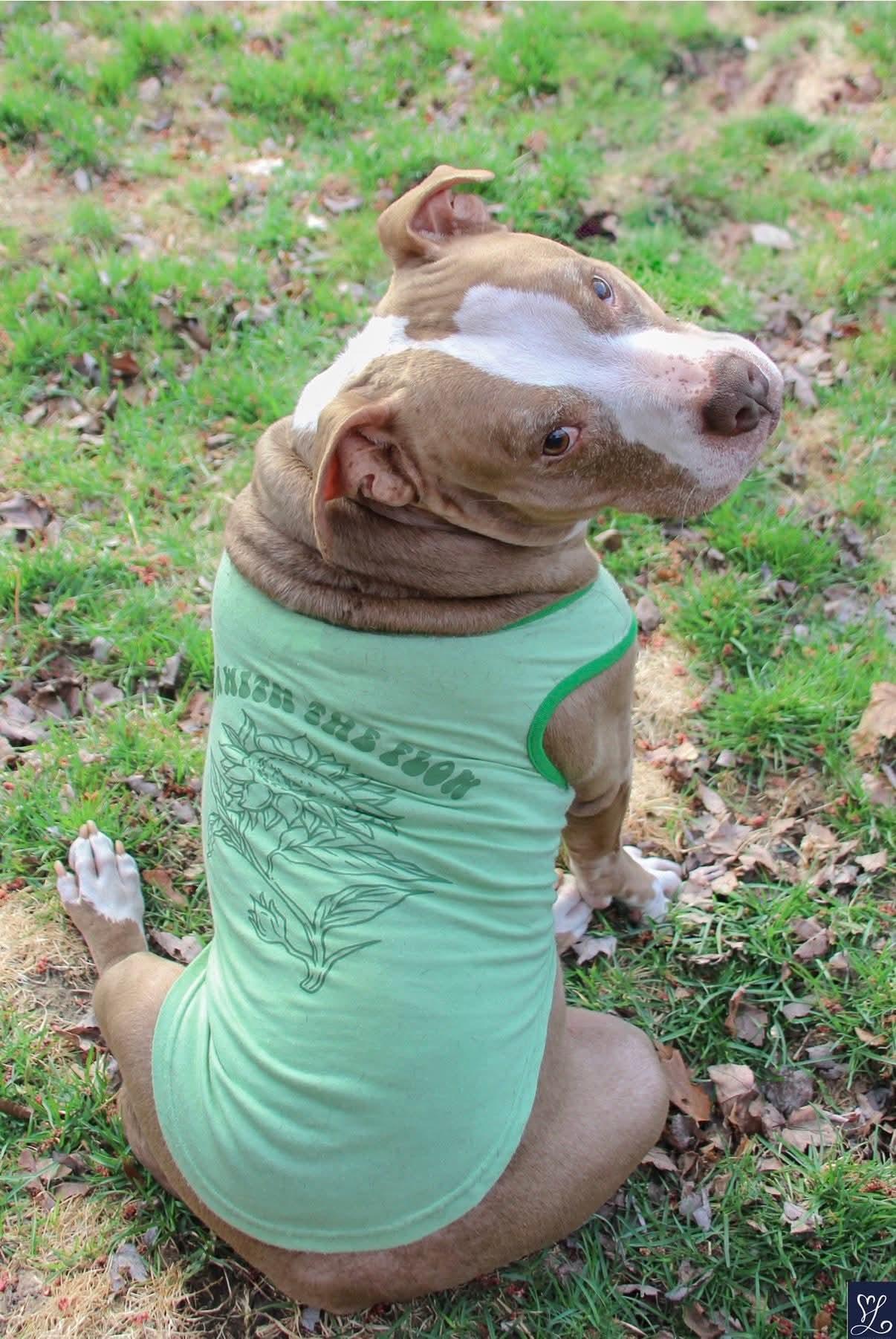 Enlarge Ray, a ADOPTABLE mixed breed in CHURCHVILLE, NY image 1/6