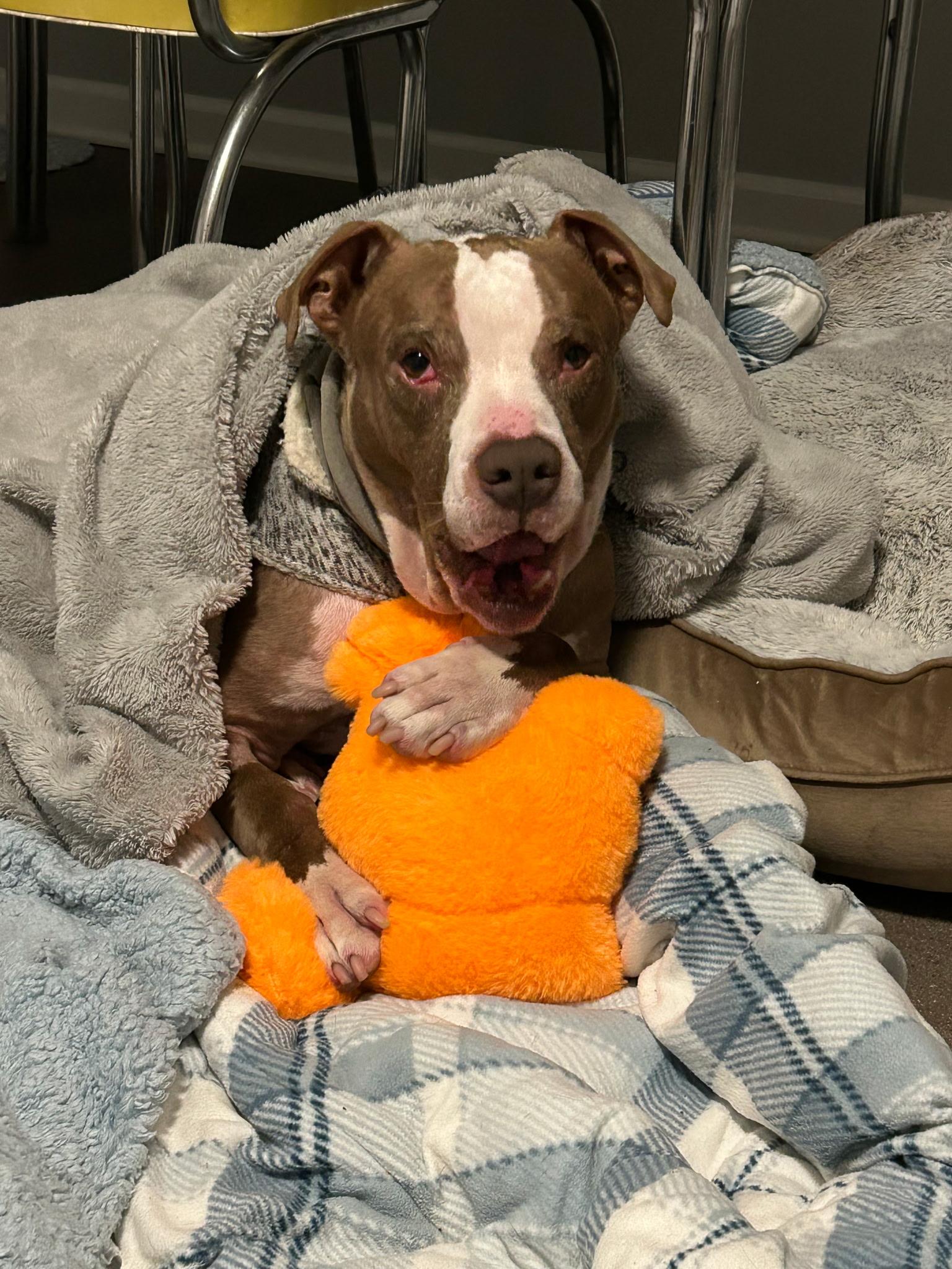 Ray, ADOPTABLE, Senior Male Pit Bull Terrier.