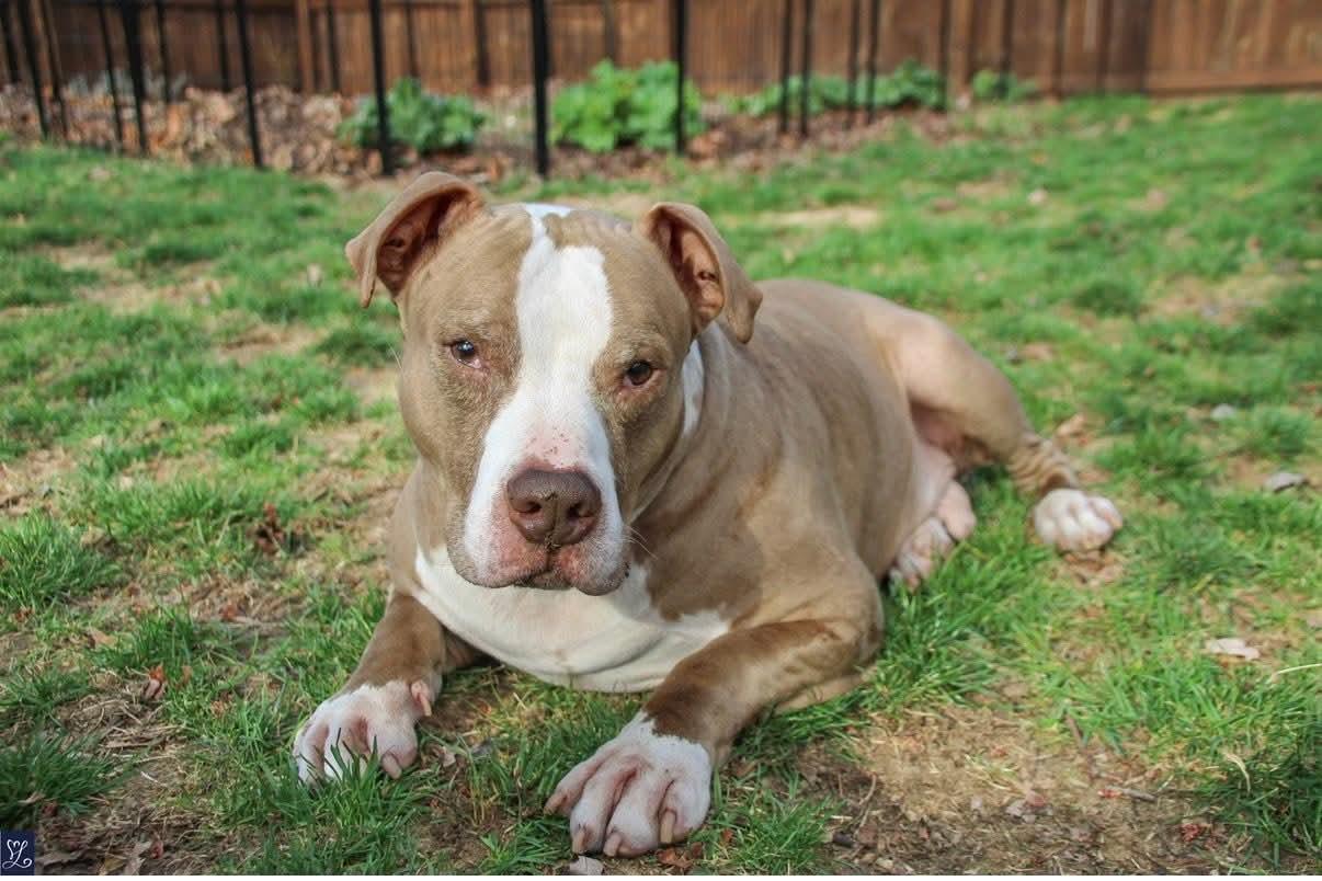 Enlarge Ray, a ADOPTABLE mixed breed in CHURCHVILLE, NY image 3/6