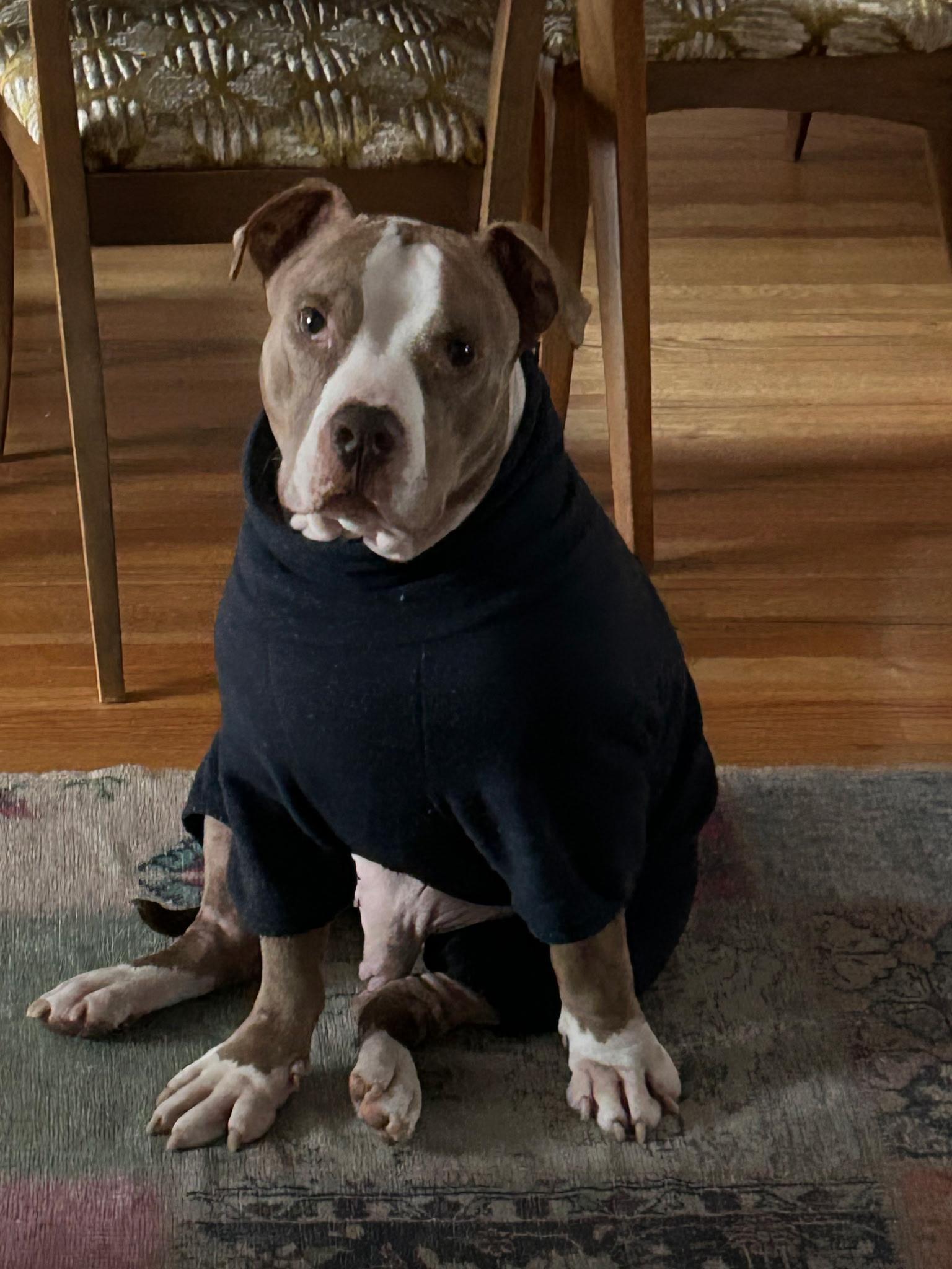 Enlarge Ray, a ADOPTABLE mixed breed in CHURCHVILLE, NY image 2/3