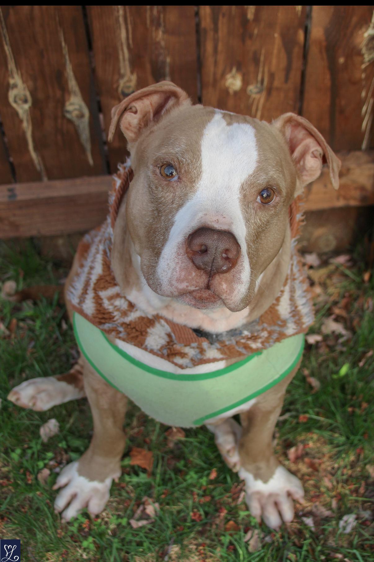 Enlarge Ray, a ADOPTABLE mixed breed in CHURCHVILLE, NY image 2/6