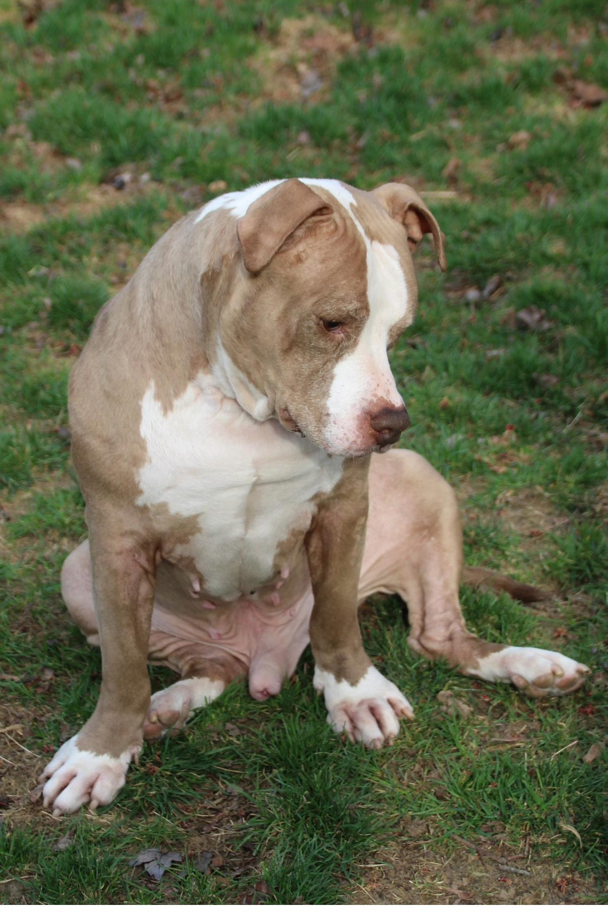 Enlarge Ray, a ADOPTABLE mixed breed in CHURCHVILLE, NY image 4/6