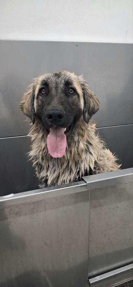 Enlarge Summit, a Adoptable mixed breed in Mauston, WI image 1/3