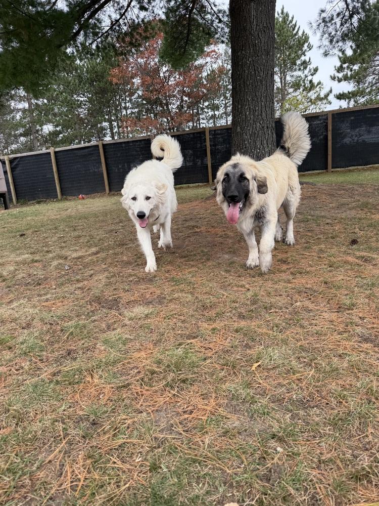 Enlarge Summit, a Adoptable mixed breed in Mauston, WI image 2/3